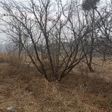 石榴树