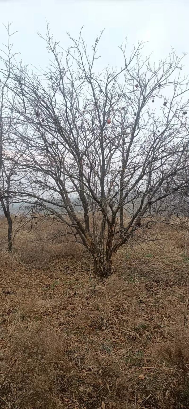 石榴树