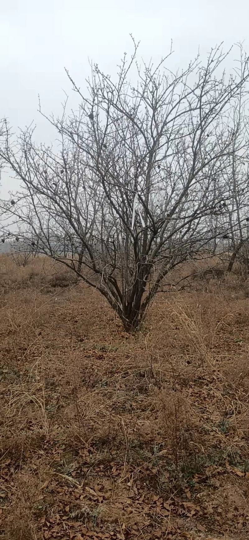 石榴树