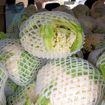 精品松花