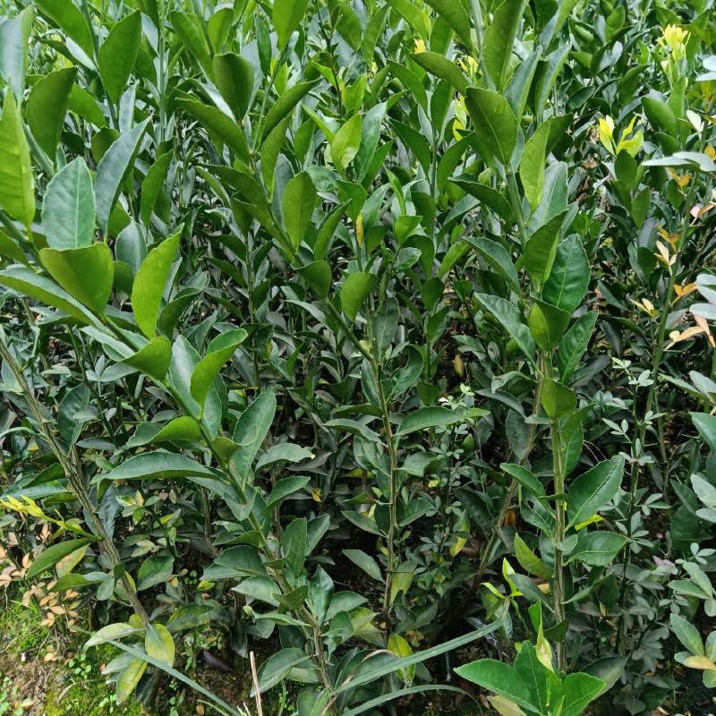 南丰蜜桔苗，果子虽不大，但味甜皮薄，无渣，口感超好