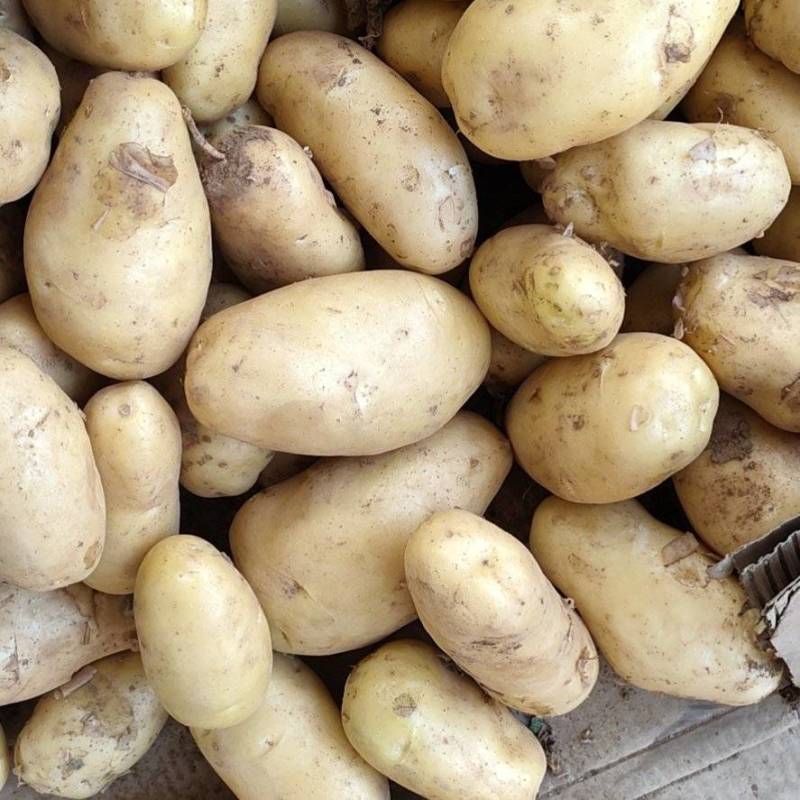 山东优质黄心土豆荷兰十五黄皮黄心大量上市代存代发全国