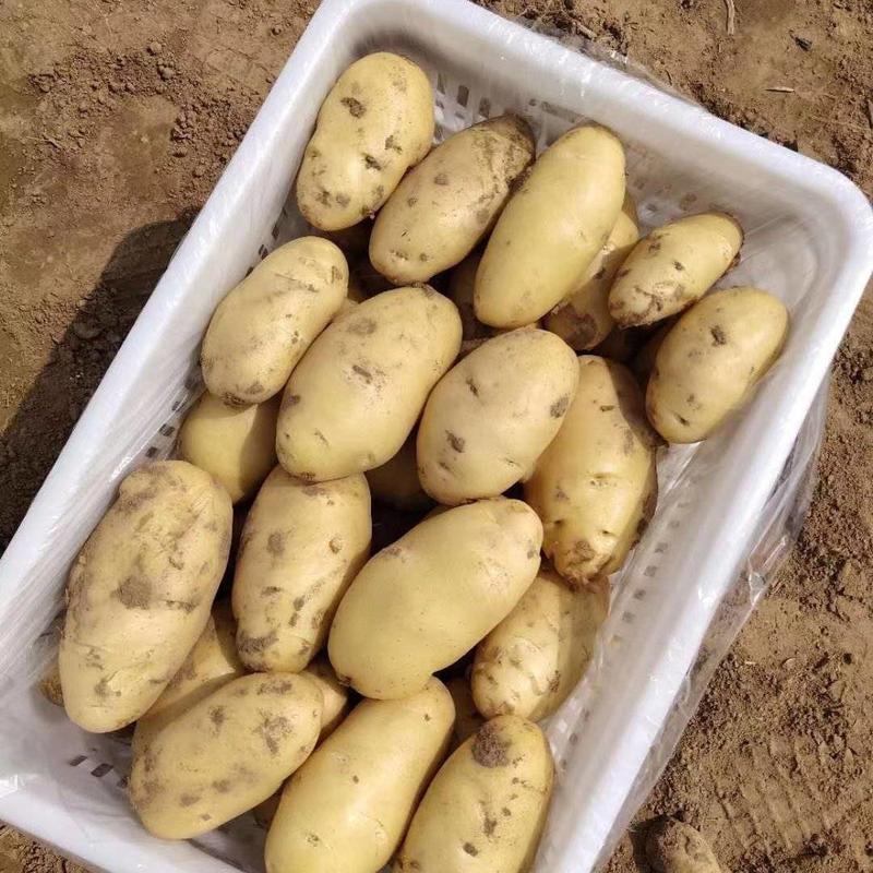 山东优质黄心土豆荷兰十五黄皮黄心大量上市代存代发全国
