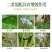 中迅秒介30%噻虫胺·噻嗪酮果树柑橘花卉介壳虫蚧壳虫