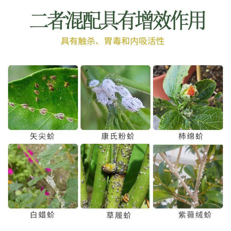 中迅秒介30%噻虫胺·噻嗪酮果树柑橘花卉介壳虫蚧壳虫