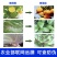 中迅秒介30%噻虫胺·噻嗪酮果树柑橘花卉介壳虫蚧壳虫