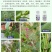 中迅秒介30%噻虫胺·噻嗪酮果树柑橘花卉介壳虫蚧壳虫