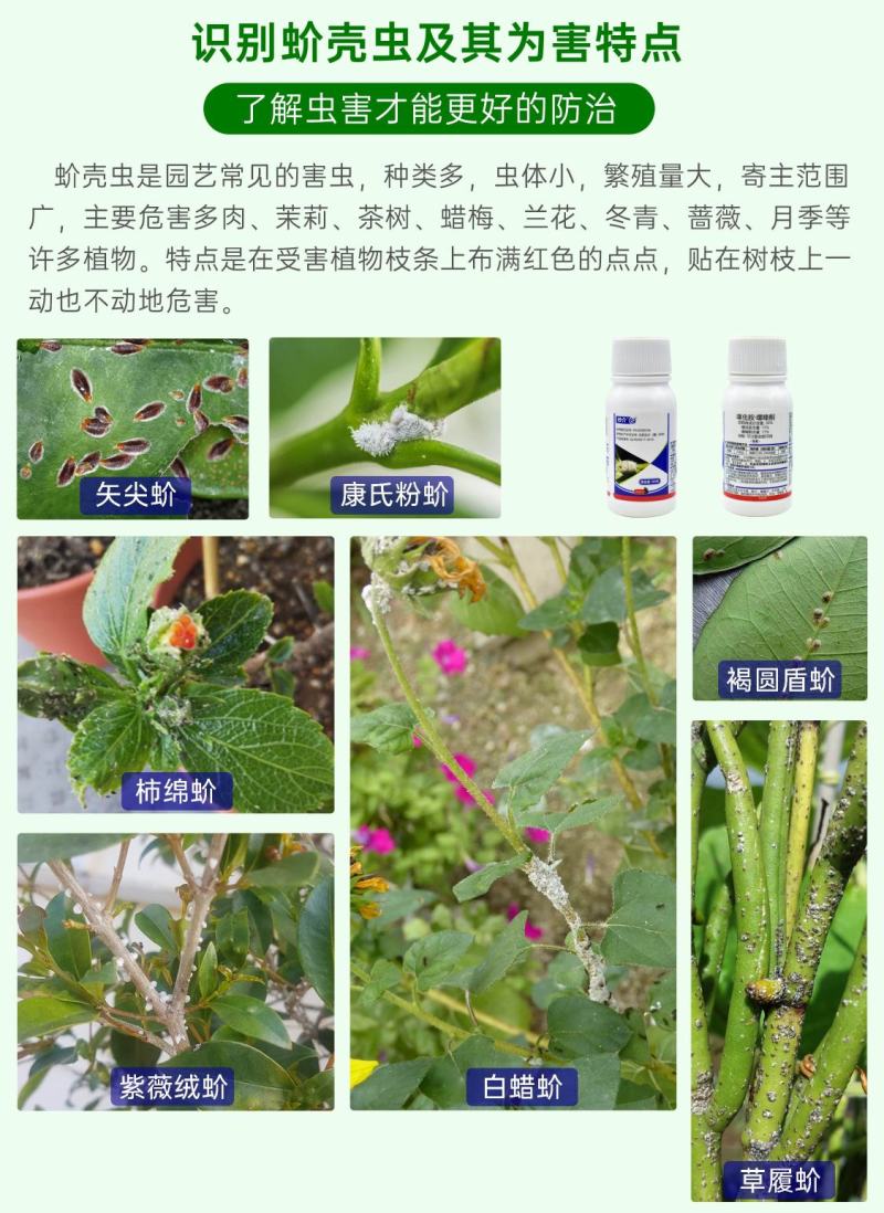 中迅秒介30%噻虫胺·噻嗪酮果树柑橘花卉介壳虫蚧壳虫
