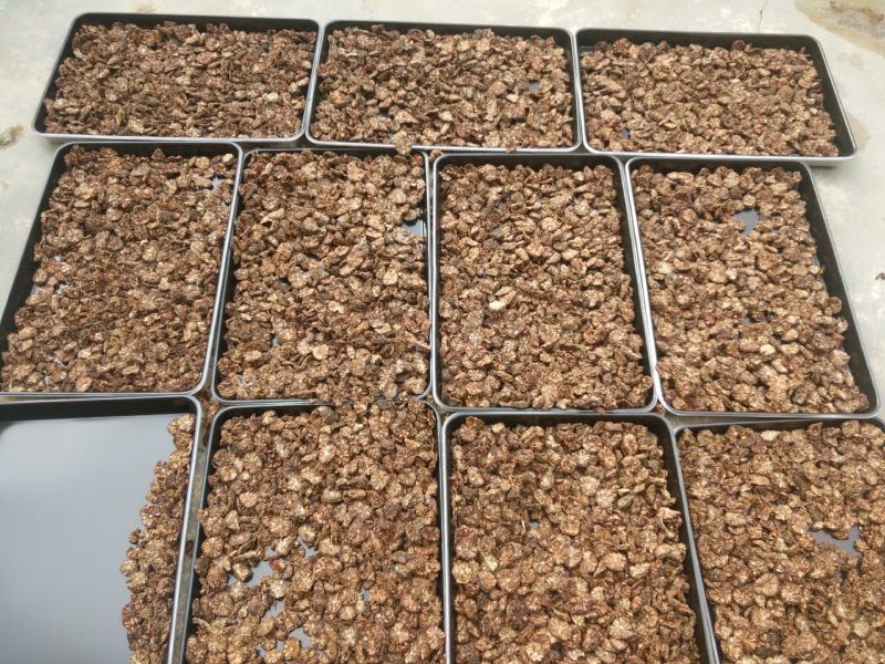 安臣诺丽干果正品散装批发诺丽果基地直达欢迎来点咨询