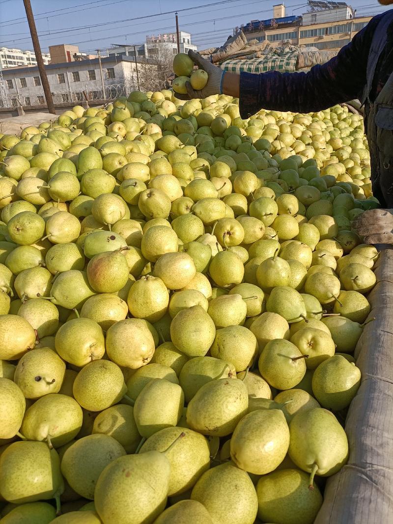 西北优质早酥梨原产地，甘肃省景泰县早酥梨。