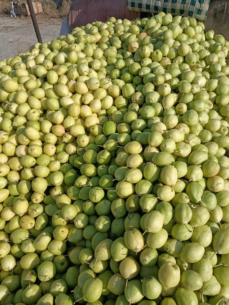 西北优质早酥梨原产地，甘肃省景泰县早酥梨。