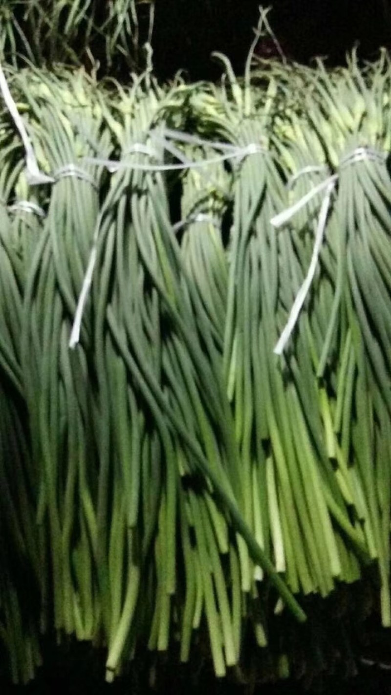 白帽蒜薹50~60厘米山东省临沂市沂水县大量供应