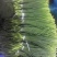 杂交红帽蒜薹50~60厘米山东省沂水县