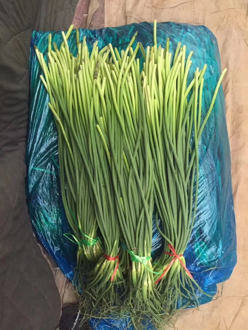 杂交红帽蒜薹50~60厘米山东省沂水县