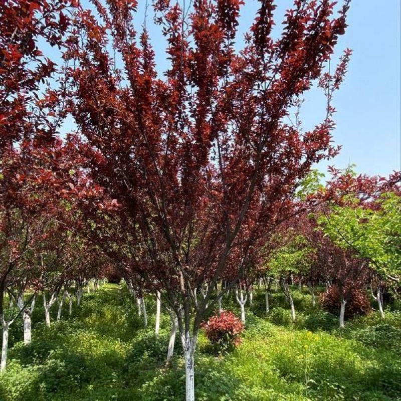 菏泽政府征地拆迁紧急出售一批6~12公分紫叶李红叶李