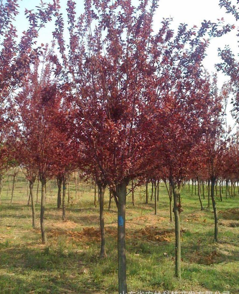 菏泽政府征地拆迁紧急出售一批6~12公分紫叶李红叶李