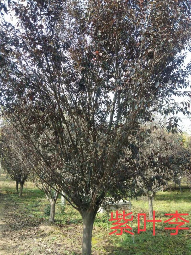 菏泽政府征地拆迁紧急出售一批6~12公分紫叶李红叶李