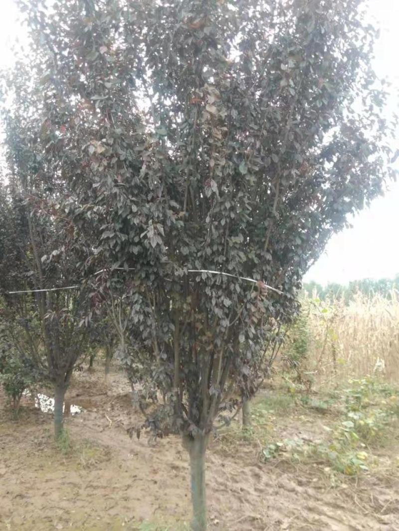 菏泽政府征地拆迁紧急出售一批6~12公分紫叶李红叶李