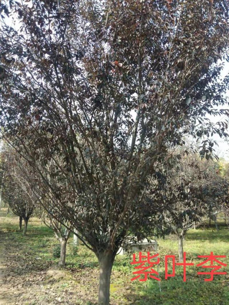 菏泽政府征地拆迁紧急出售一批6~12公分紫叶李红叶李