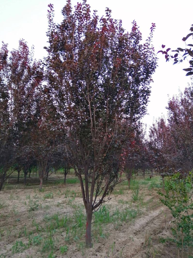 菏泽政府征地拆迁紧急出售一批6~12公分紫叶李红叶李