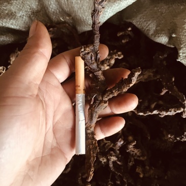 石菖蒲