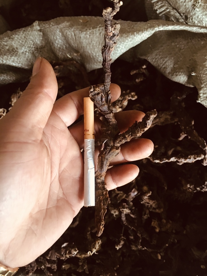石菖蒲