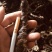石菖蒲