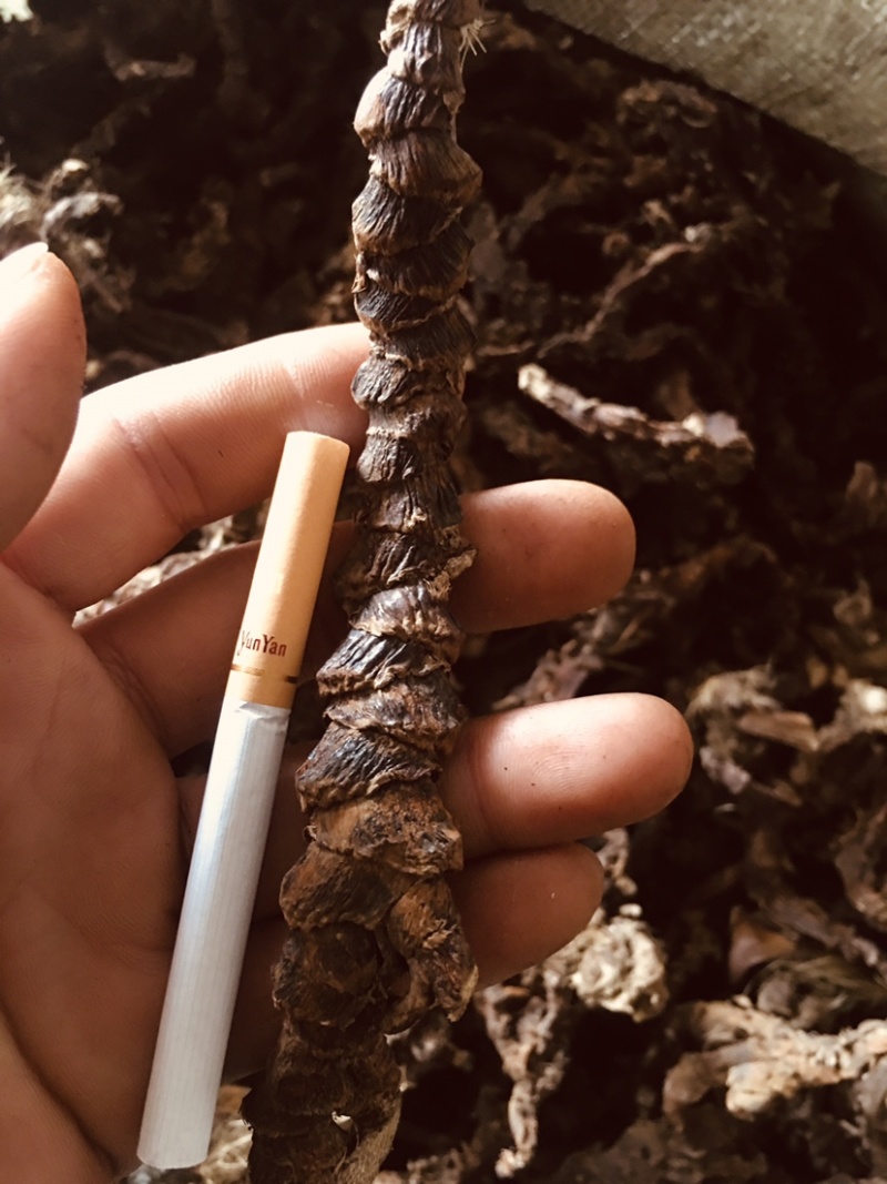石菖蒲