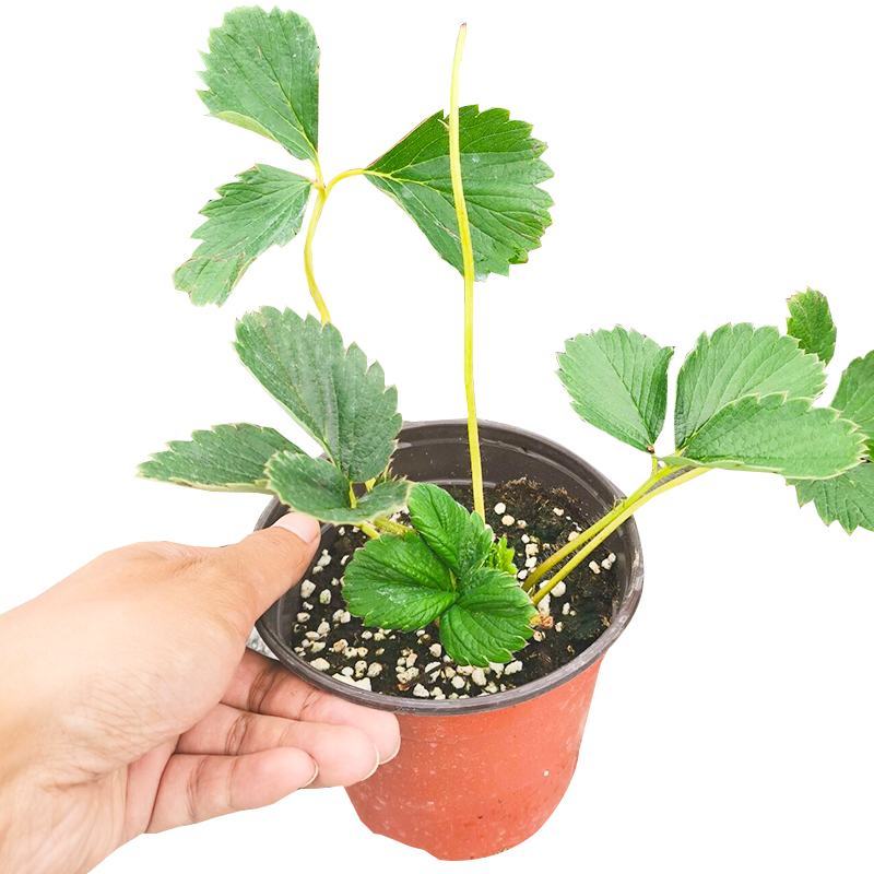 草莓盆栽