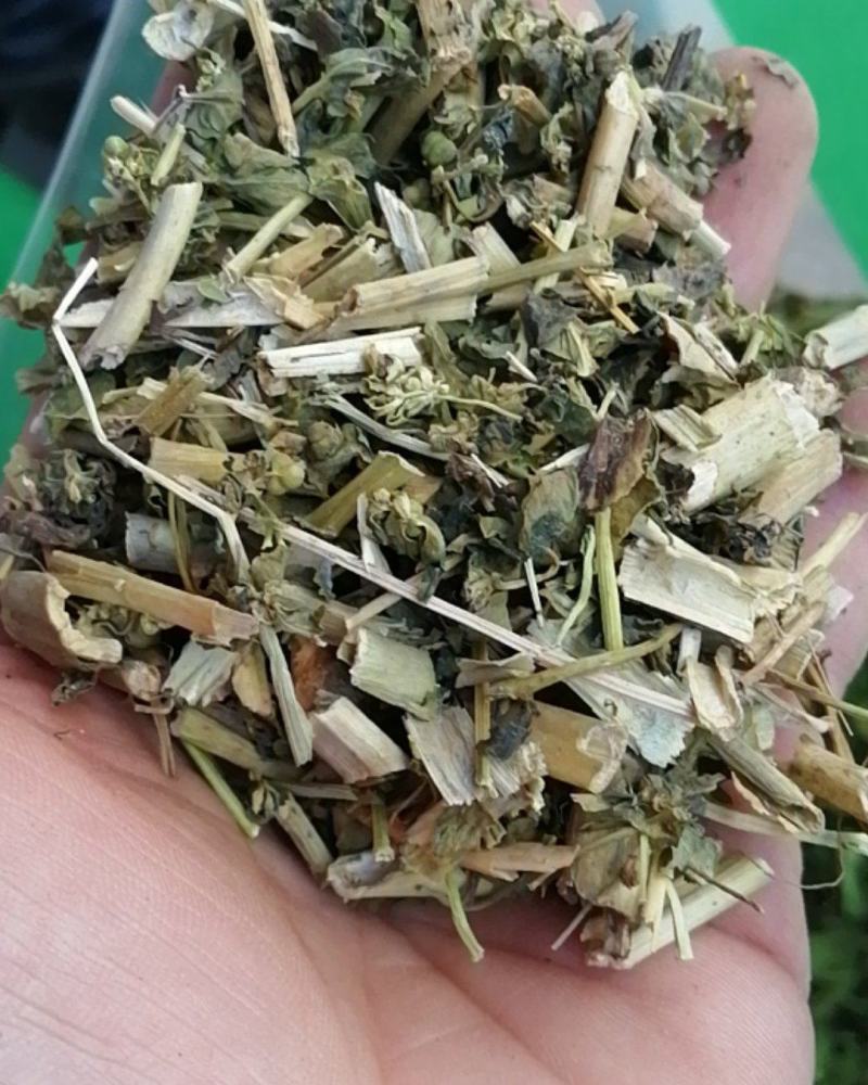 泽漆猫眼草泽七不满意可退换货只做正品