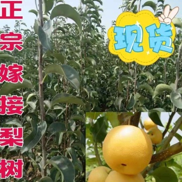 梨树苗，嫁接玉露香保品种红香酥，酥梨免费技术指导
