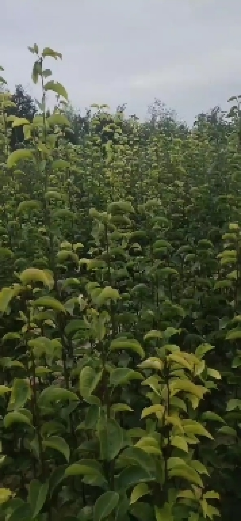 梨树苗，嫁接玉露香保品种红香酥，酥梨免费技术指导