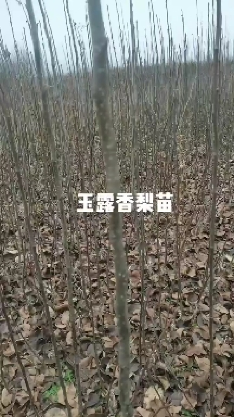梨树苗，嫁接玉露香保品种红香酥，酥梨免费技术指导