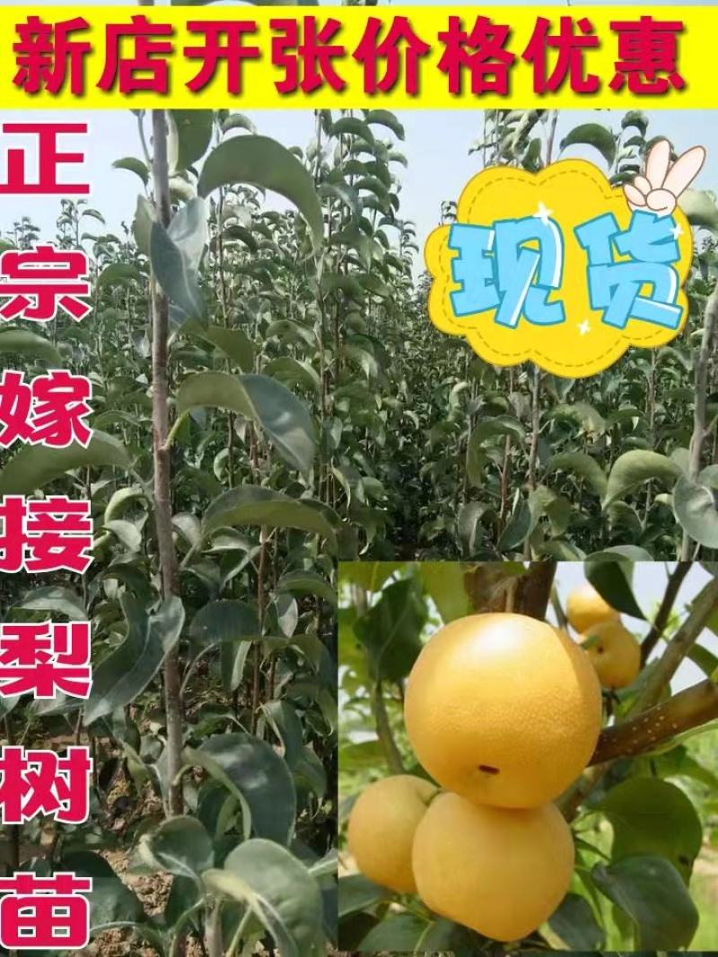 梨树苗，嫁接玉露香保品种红香酥，酥梨免费技术指导