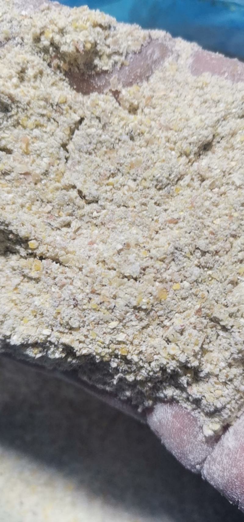 碎玉米东北烘干玉米淀面烘干粮颗粒料鸡鸭牛鹅养殖专用