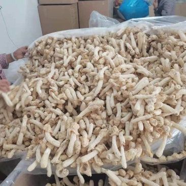 鲜烹烹竹荪干货竹笙菌类新鲜长裙竹荪大量现货1件起卖