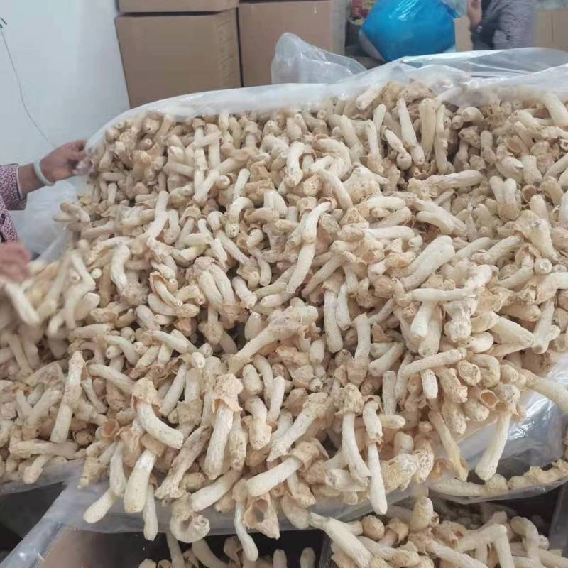 鲜烹烹竹荪干货竹笙菌类新鲜长裙竹荪大量现货1件起卖