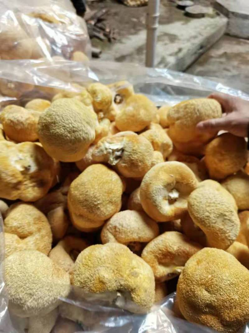 猴头菇，各种规格猴头菇大量上市，产地直销营养价值高