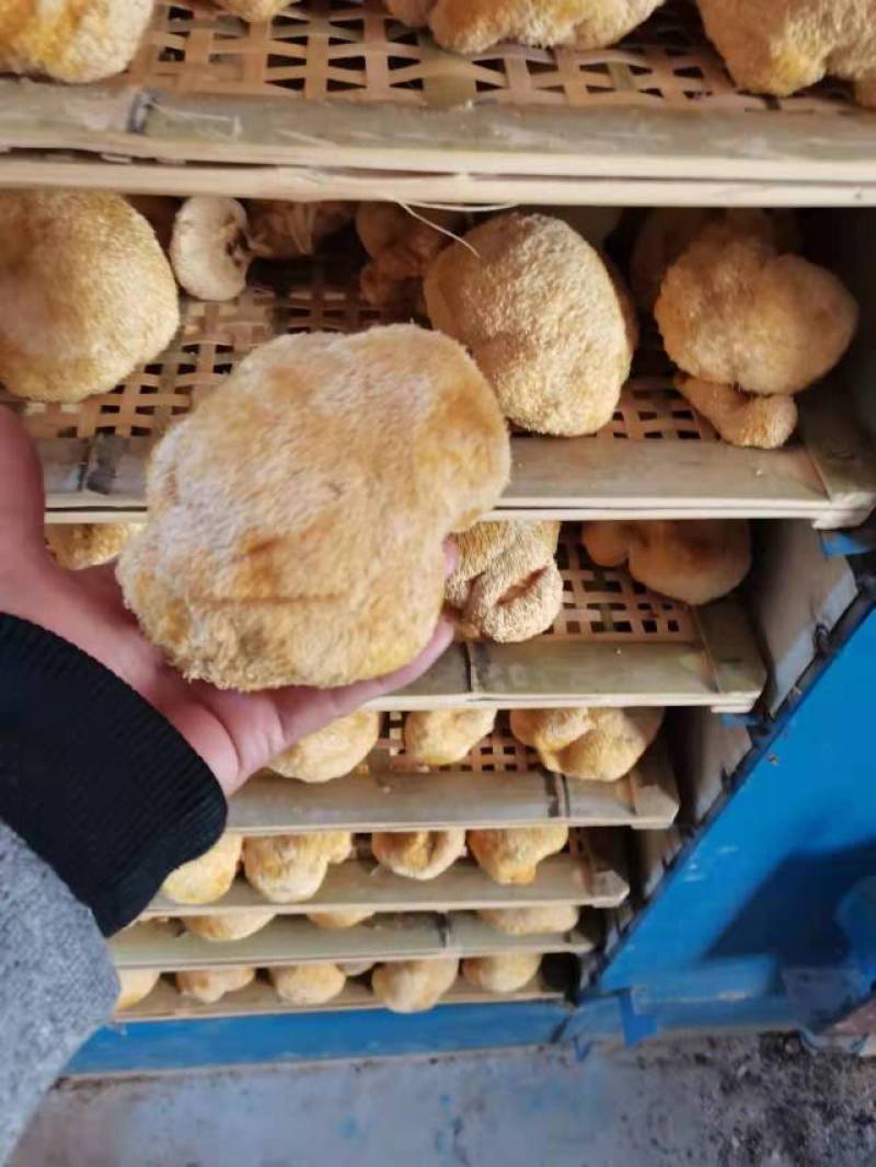 猴头菇，各种规格猴头菇大量上市，产地直销营养价值高
