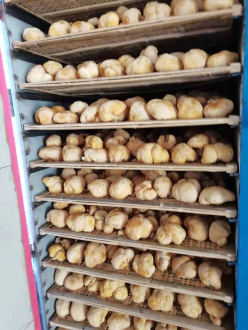 猴头菇，各种规格猴头菇大量上市，产地直销营养价值高