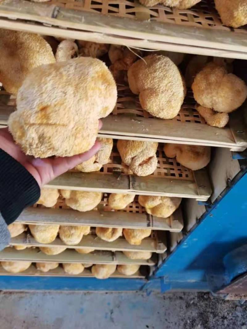 猴头菇，各种规格猴头菇大量上市，产地直销营养价值高