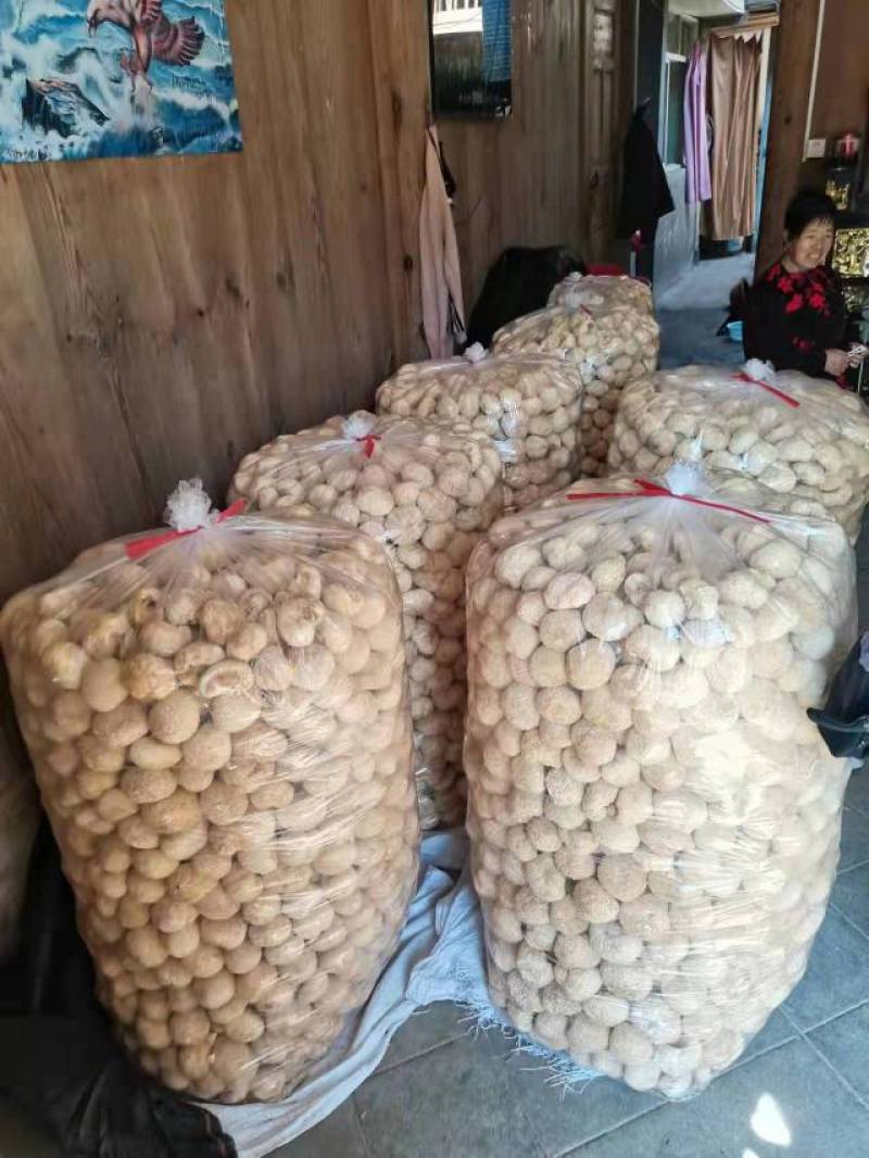猴头菇，各种规格猴头菇大量上市，产地直销营养价值高