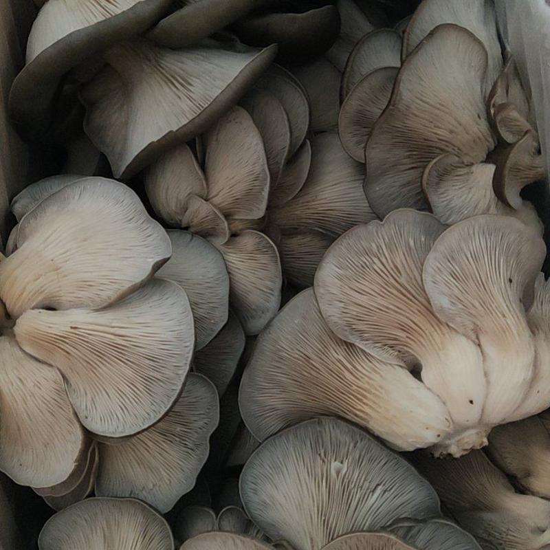 【推荐】新鲜平菇全国批发叶厚肥大质地柔软颜色好量大价低