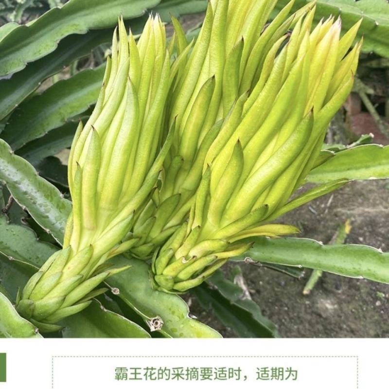 霸王花产地直发精品霸王花价格美丽，常年有货