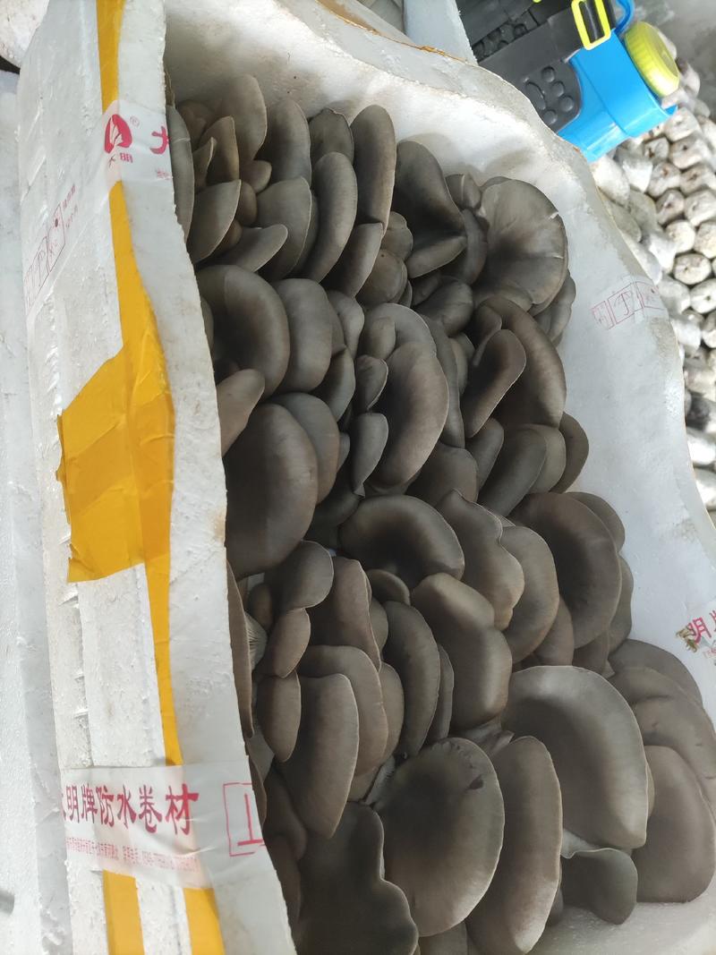 【推荐】新鲜平菇全国批发叶厚肥大质地柔软颜色好量大价低