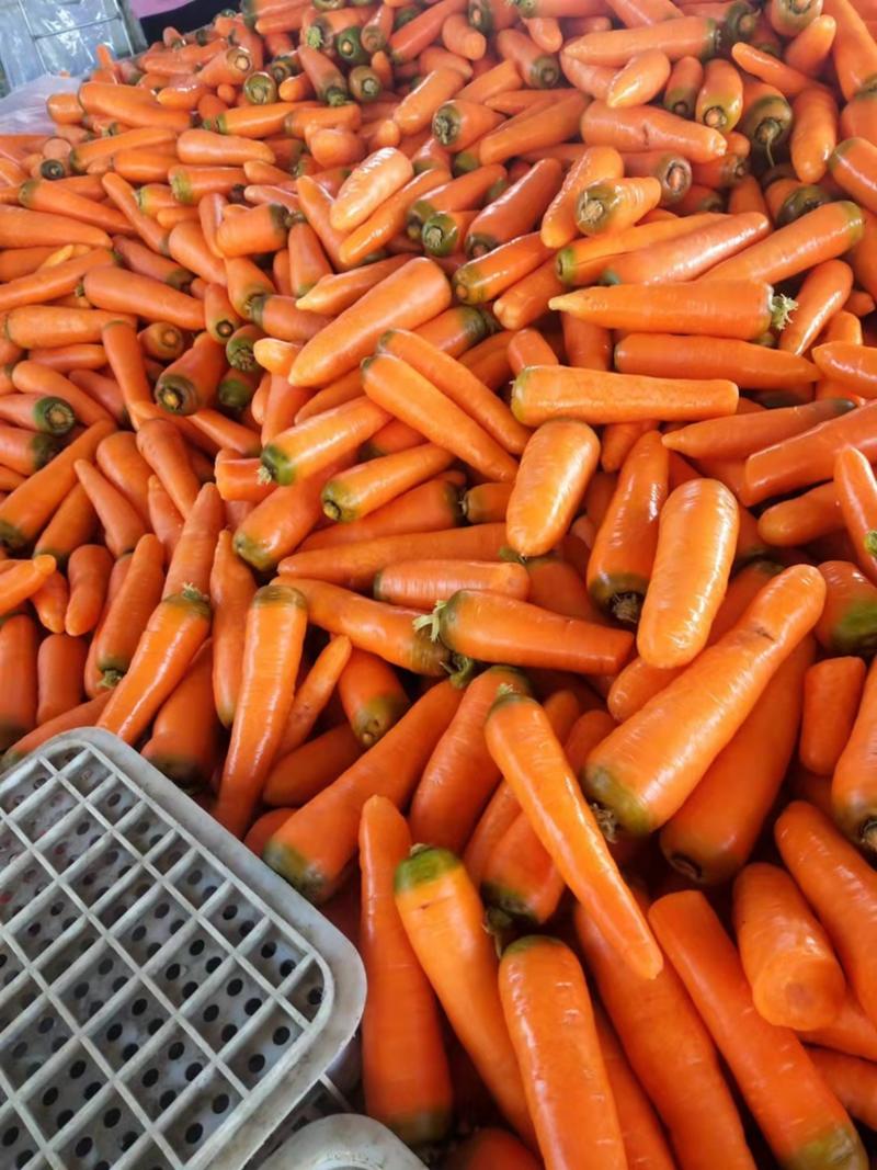 胡萝卜大红和二红品制好，量大现货，欢迎采购