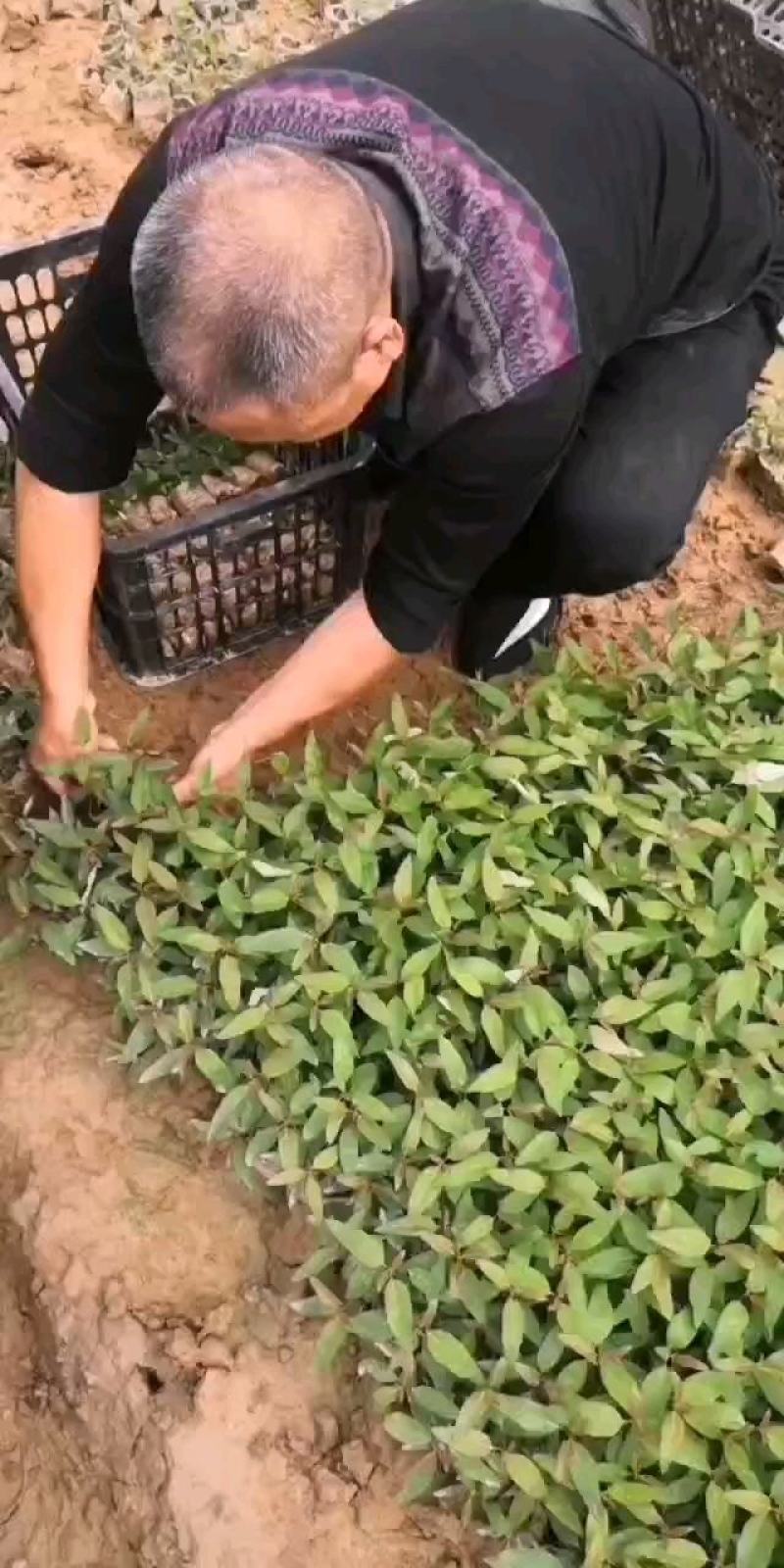 巨桉苗子，桉树苗子，克隆苗，组培苗，基质苗