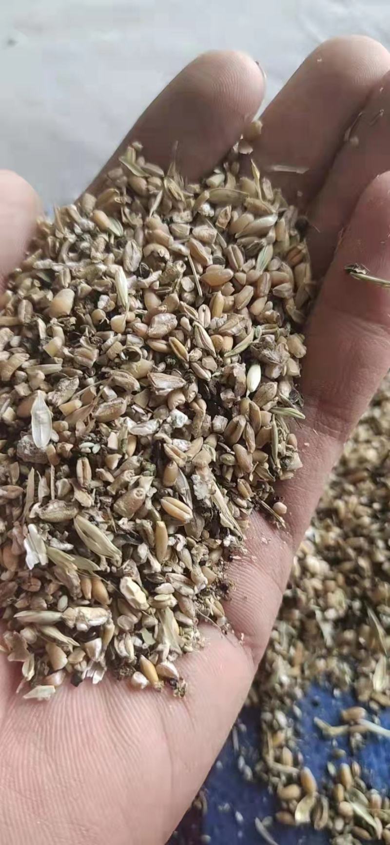 碎小麦，厂家一手货源，干净整齐，量大从优