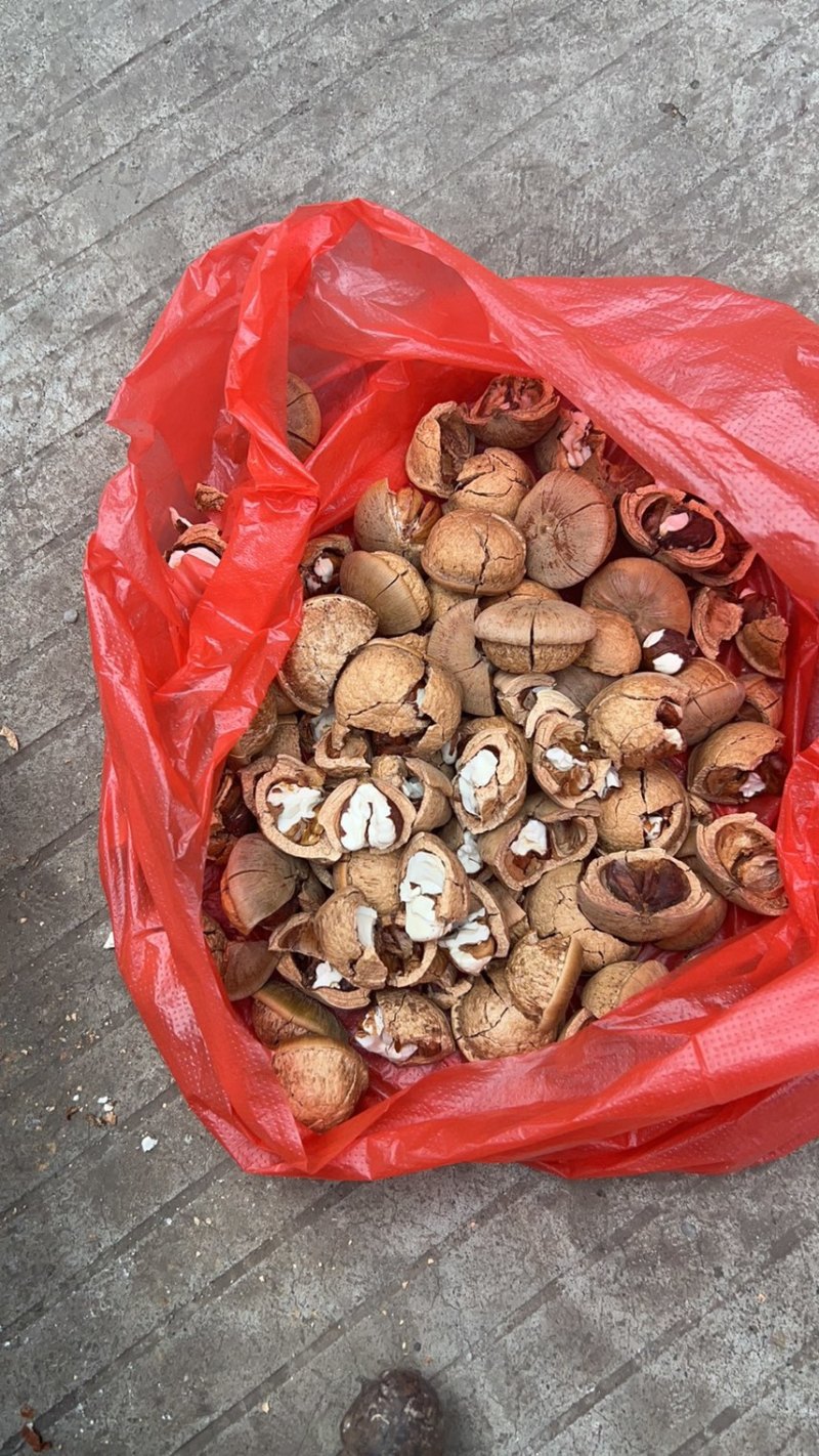 本地风流果薄壳肉多百分之九十九全肉自产自
