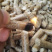 广西原产地大量优质生物颗粒燃料供应常年供应